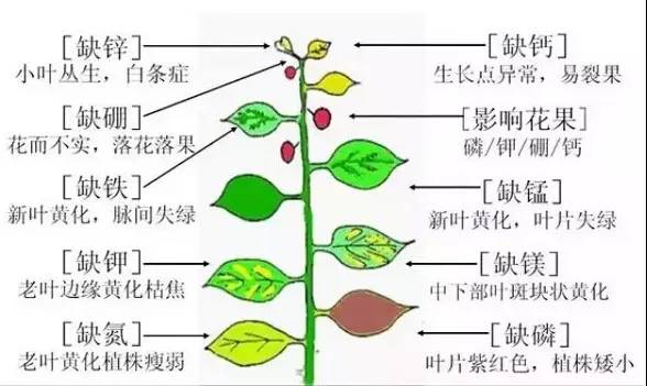 微量元素肥料一般采用何种方式使用?其优点是什么?