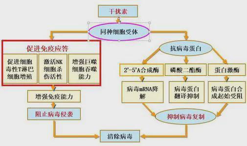 简述饮料生产中应用常用的酶及其特点